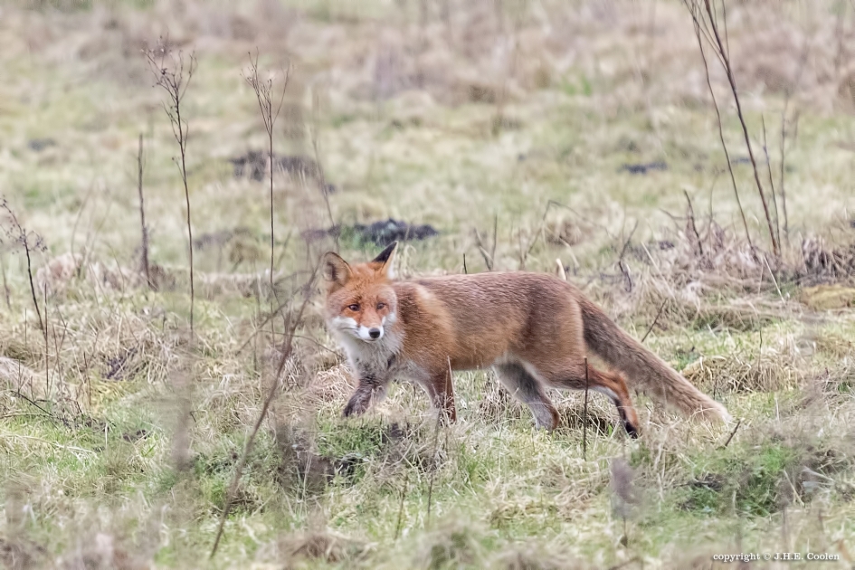 Vos - Zoogdieren - Vos