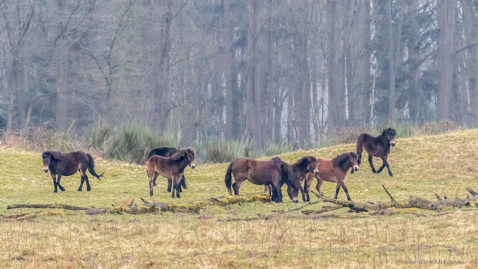Vrij gebied - Zoogdieren - Exmoorpony