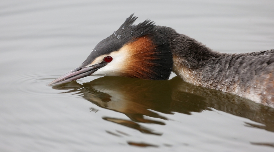 Waaks - Vogels - Fuut