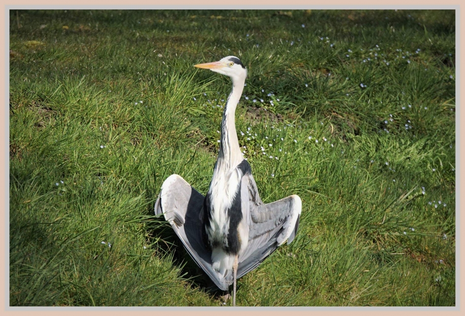 Warmte winning - Vogels - Blauwe reiger
