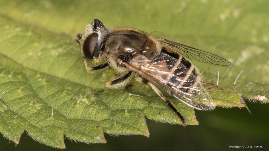 Wat... - Geleedpotigen - zweefvlieg
