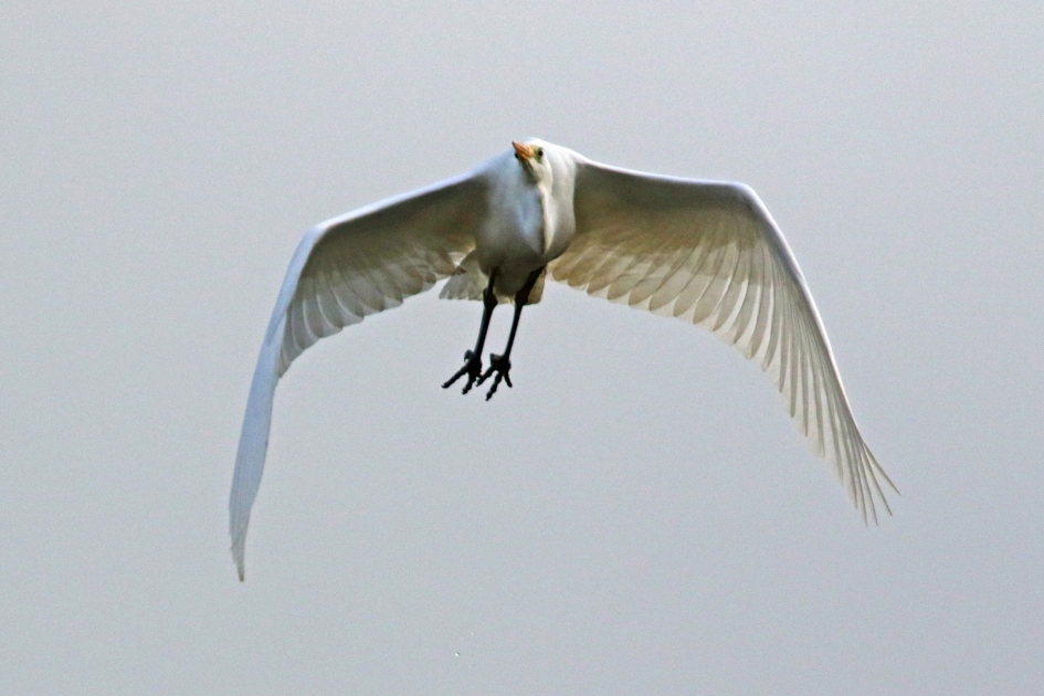 Wat een veren.. - Vogels - 