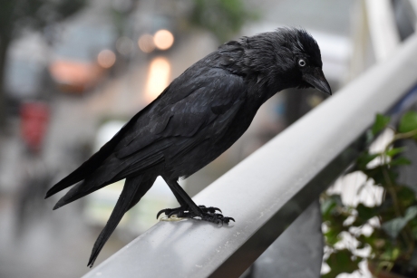 Wat is hier te halen