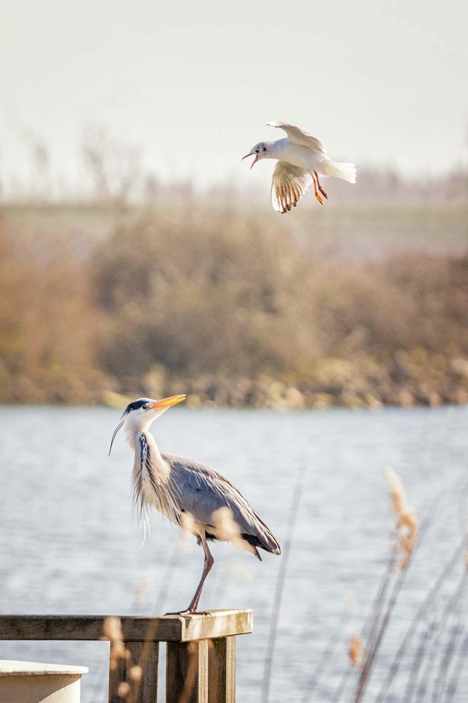 Wat wil je - Vogels - 