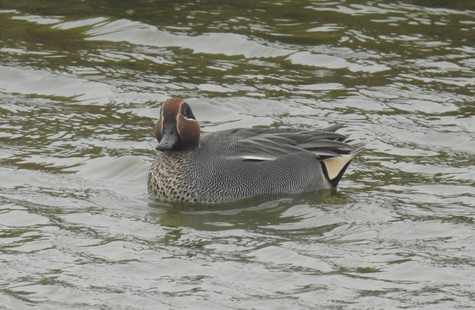 Wat zit je me nu toch aan te kijken?? - Vogels - Wintertaling