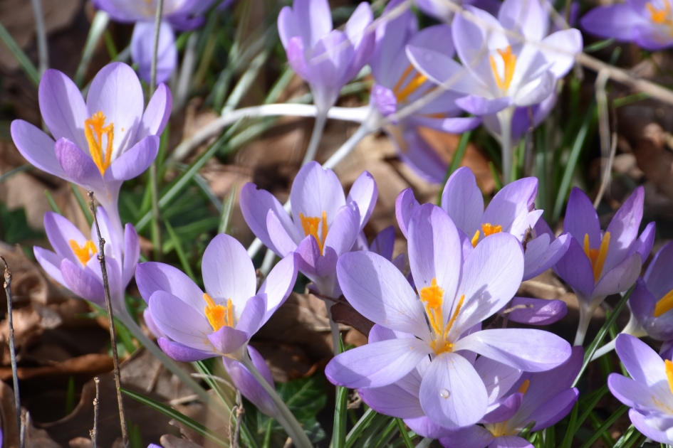 We houden van de zon... - Planten - 