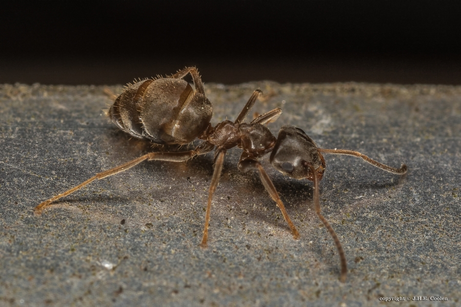 Wegmier - Geleedpotigen - Wegmier