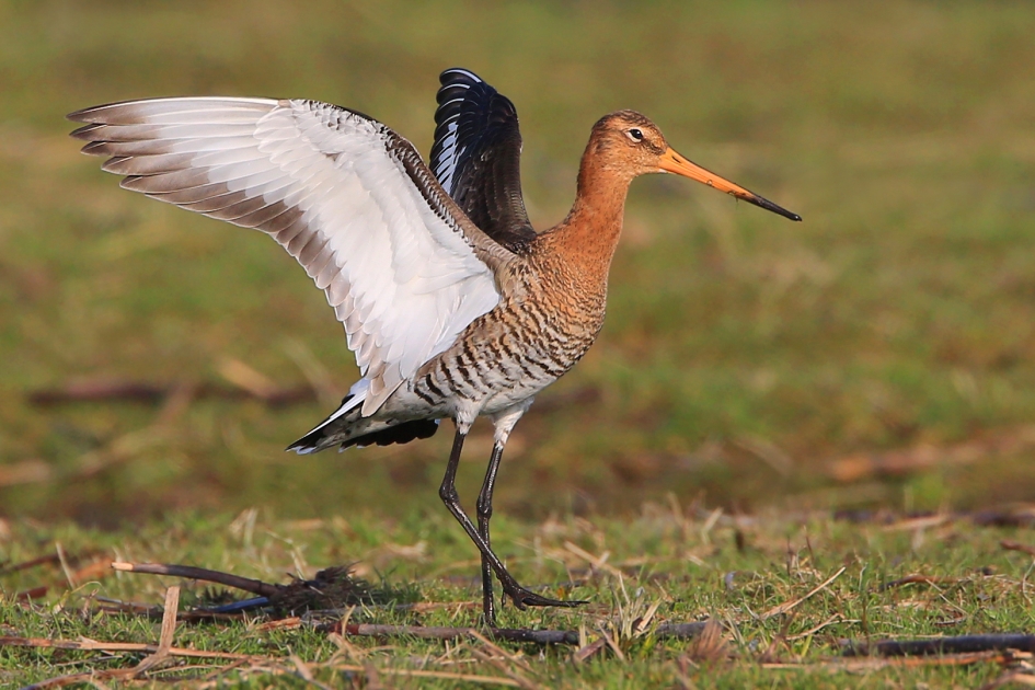 Welkom Grutto ! - Vogels - Grutto