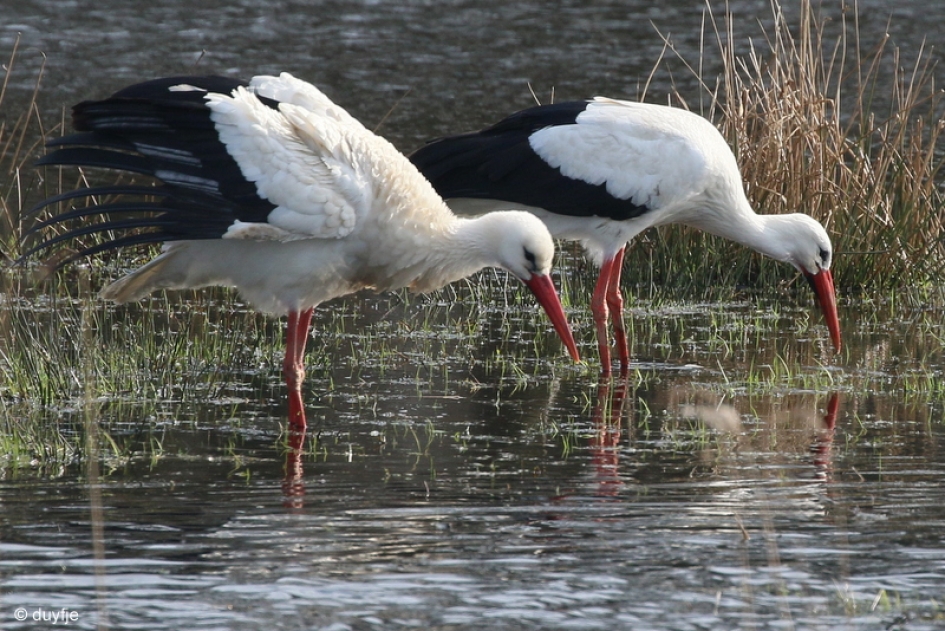 wij wachten...... - Vogels - ooievaars