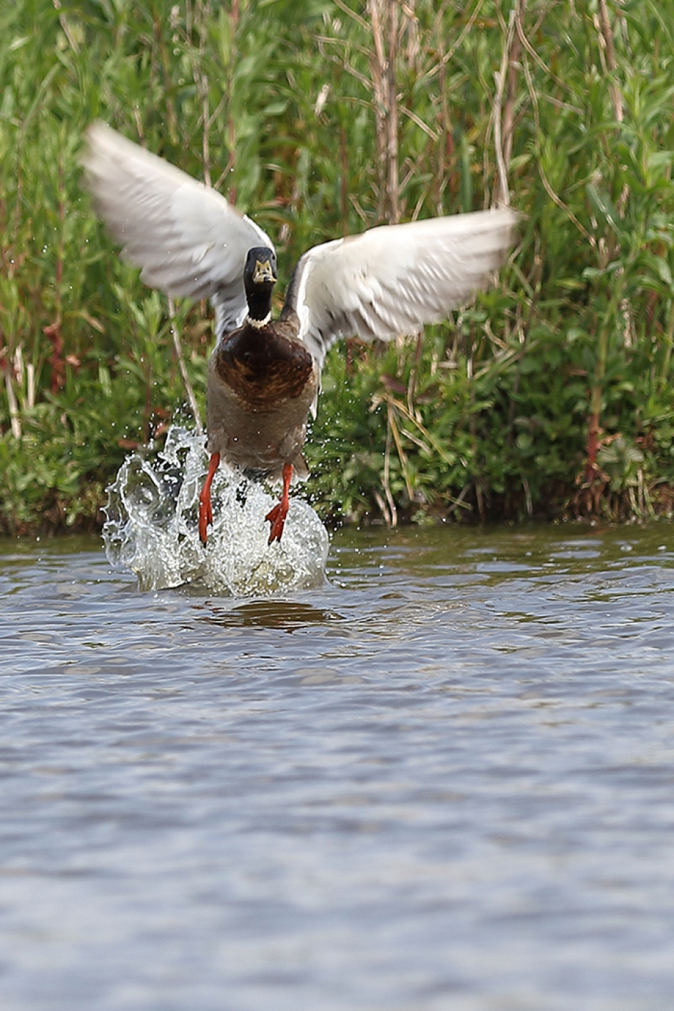 wilde eend -m- - Vogels - 