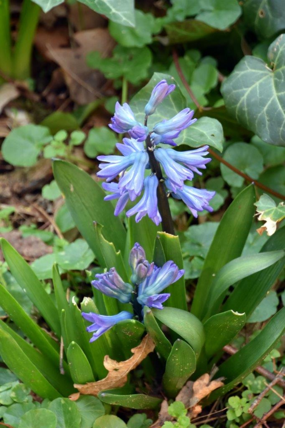 Wilde hyacint - Planten - 