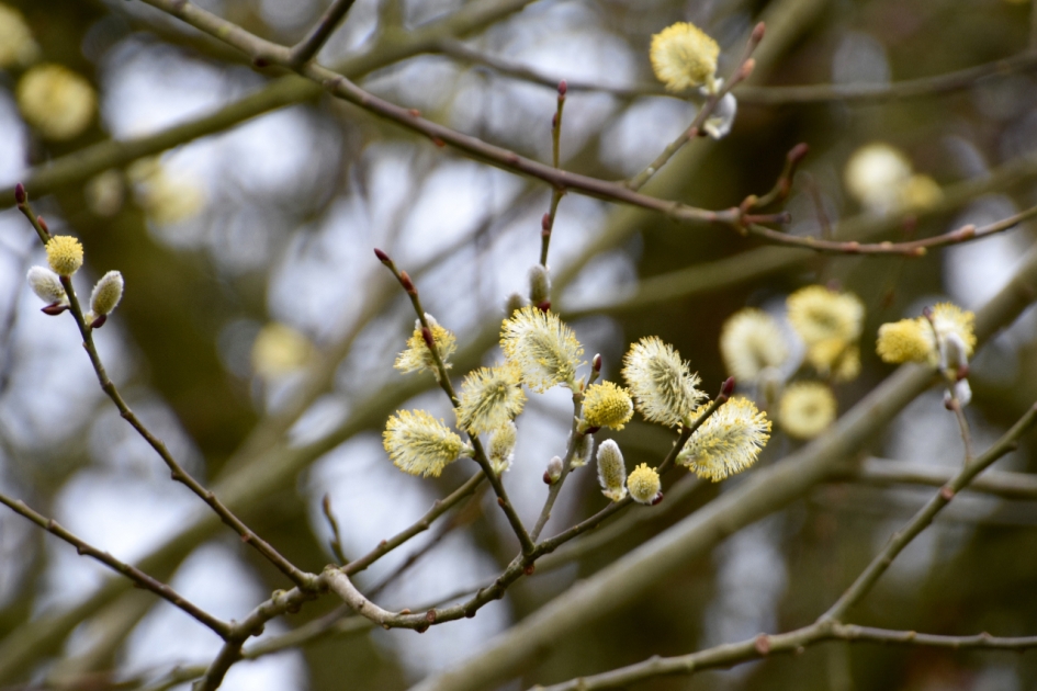 Wilgenkatjes - Planten - 