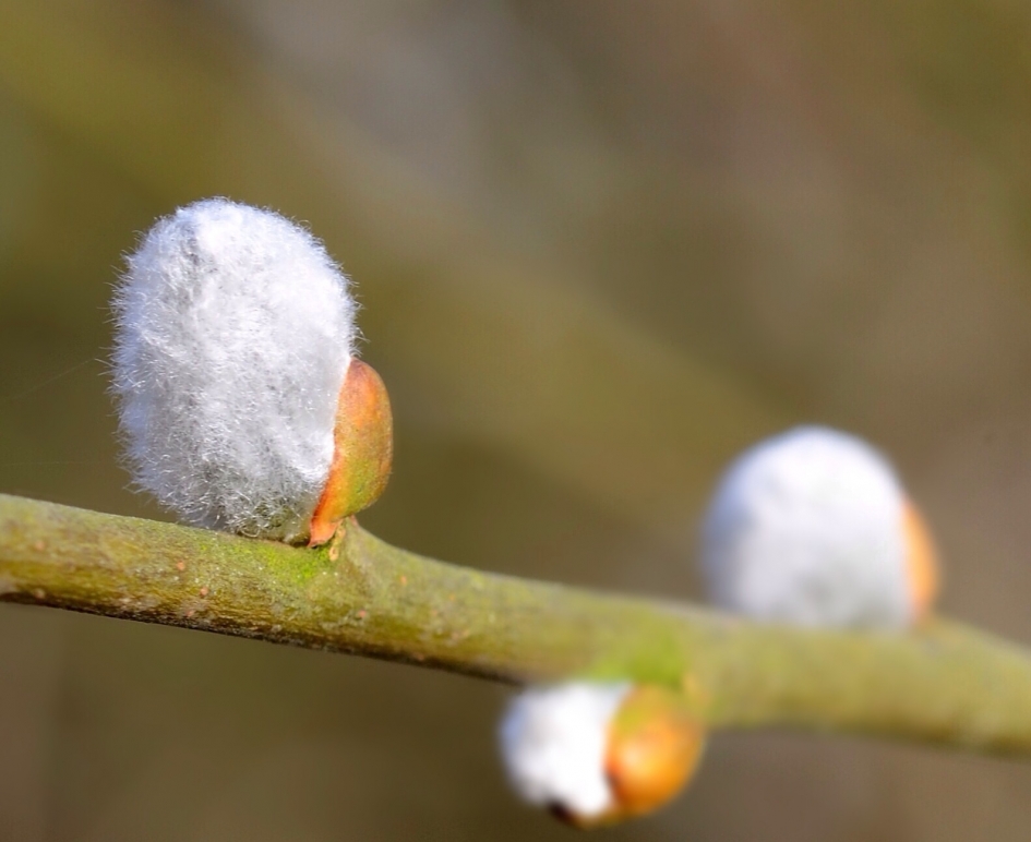 Wilgenknuffels - Planten - Wilgenkatjes