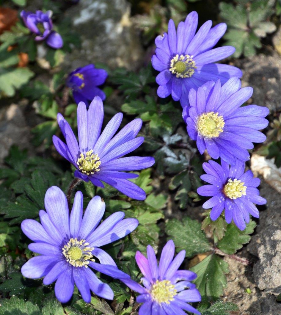 Winter anemoon - Planten - 