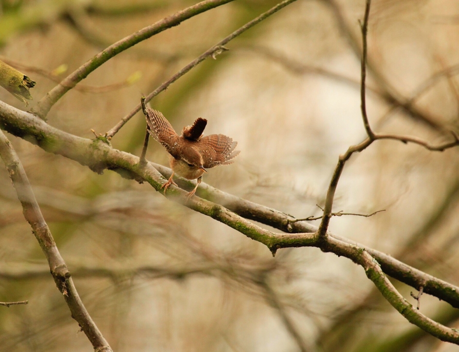Winterkoning - Vogels - 