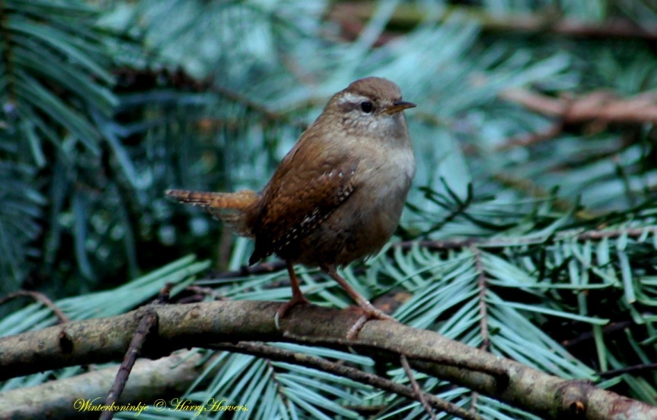 Winterkoninkje - Vogels - Winterkoninkje