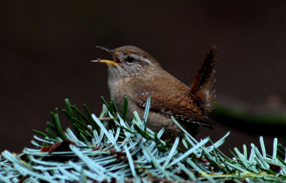 Winterkoninkje - Vogels - Winterkoninkje