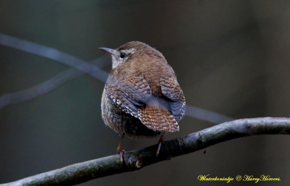 Winterkoninkje - Vogels - Winterkoninkje