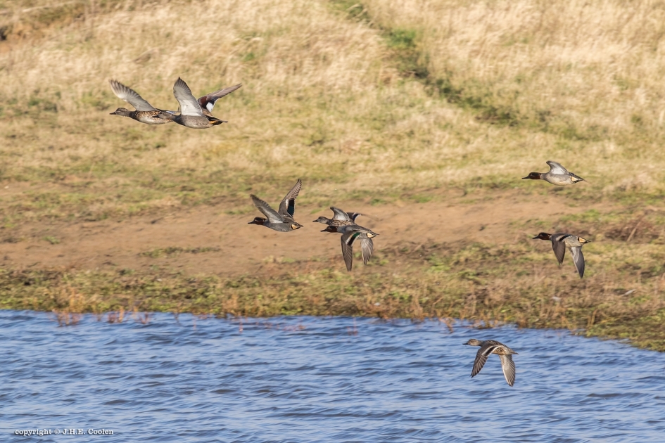 Wintertaling - Vogels - Wintertaling