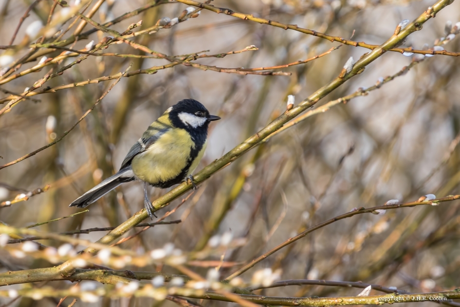 Wit - Vogels - Koolmees