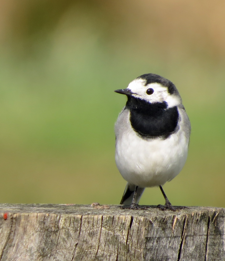 Witte kwikstaart (1) - Vogels - 