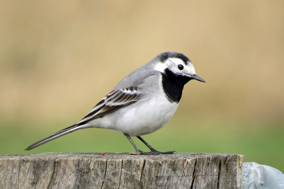 Witte kwikstaart (2) - Vogels - 