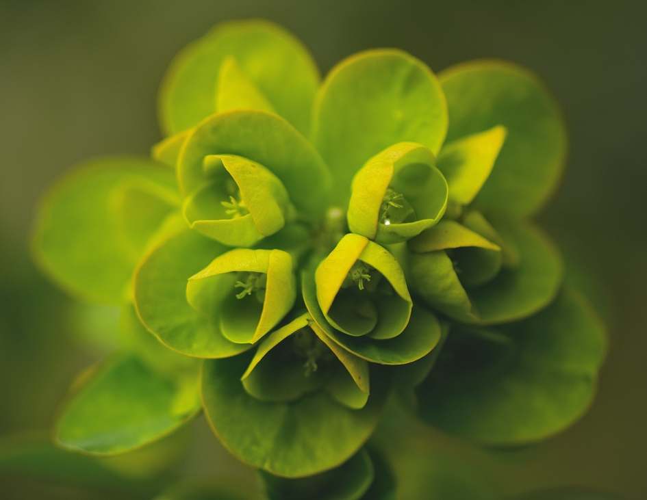 Wolfsmelk - Planten - Wolfsmelk