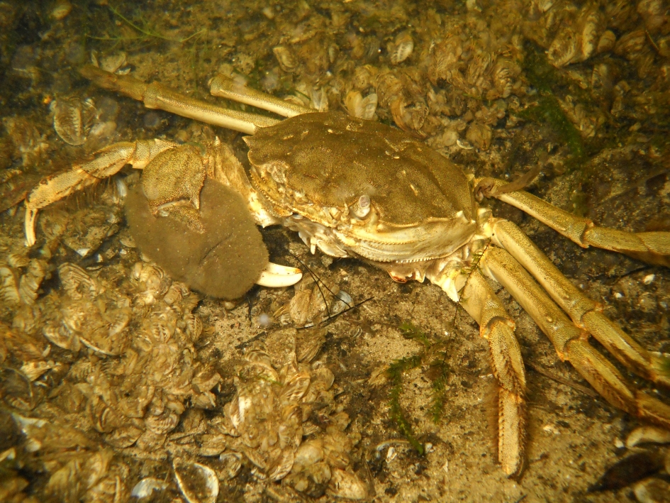 Wolhandkrab - Geleedpotigen - Chinese wolhandkrab