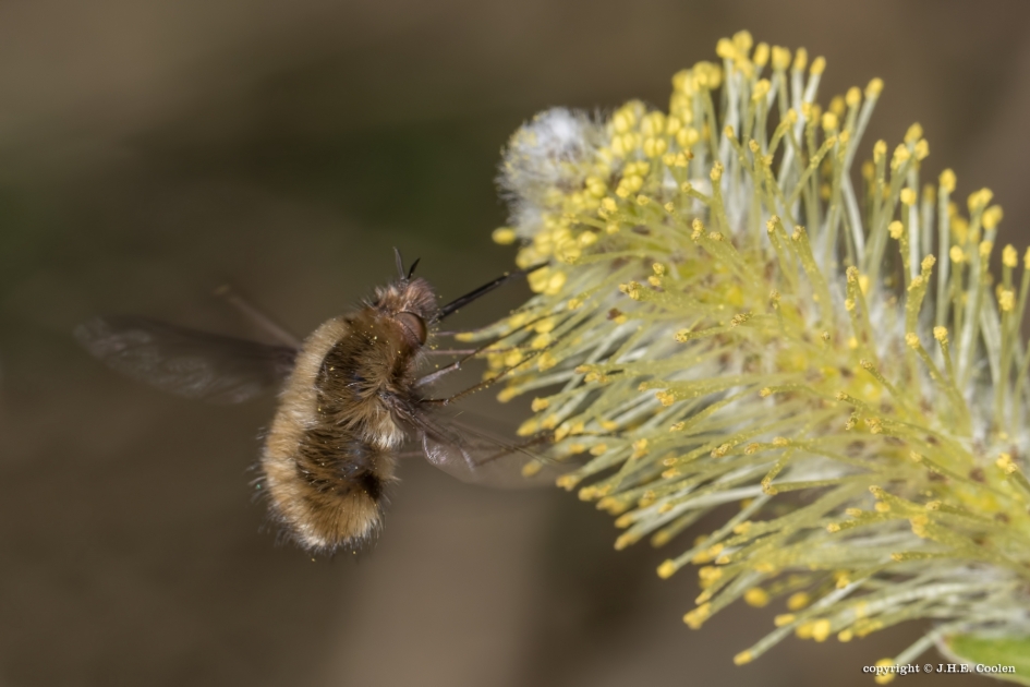 Wolzwever - Geleedpotigen - Wolzwever
