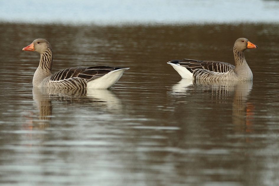 wordt het Links of Rechts? - Vogels - 