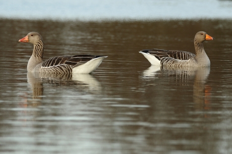 wordt het Links of Rechts?