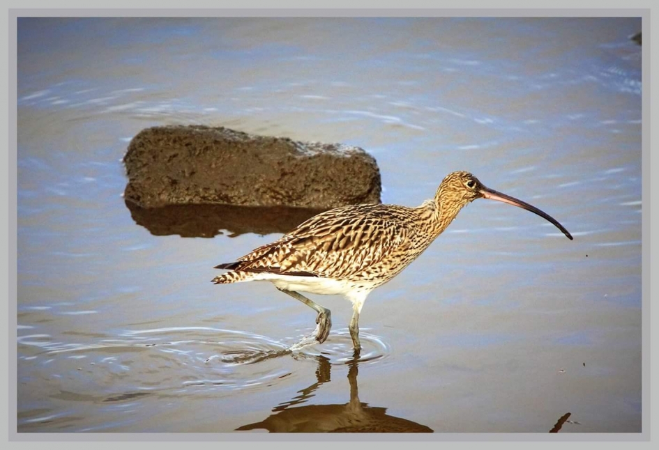 Wulp op zoek - Vogels - Wulp