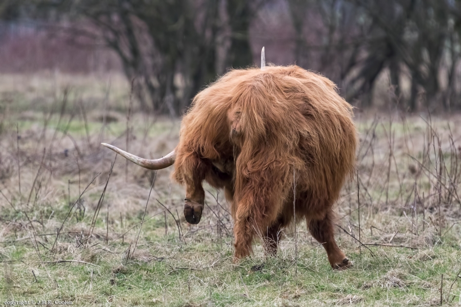 Yoga - Zoogdieren - Schotse hooglander