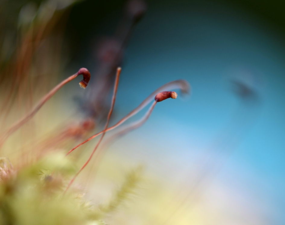 Zaaddoosjes van Haarmos - Planten - Haarmos