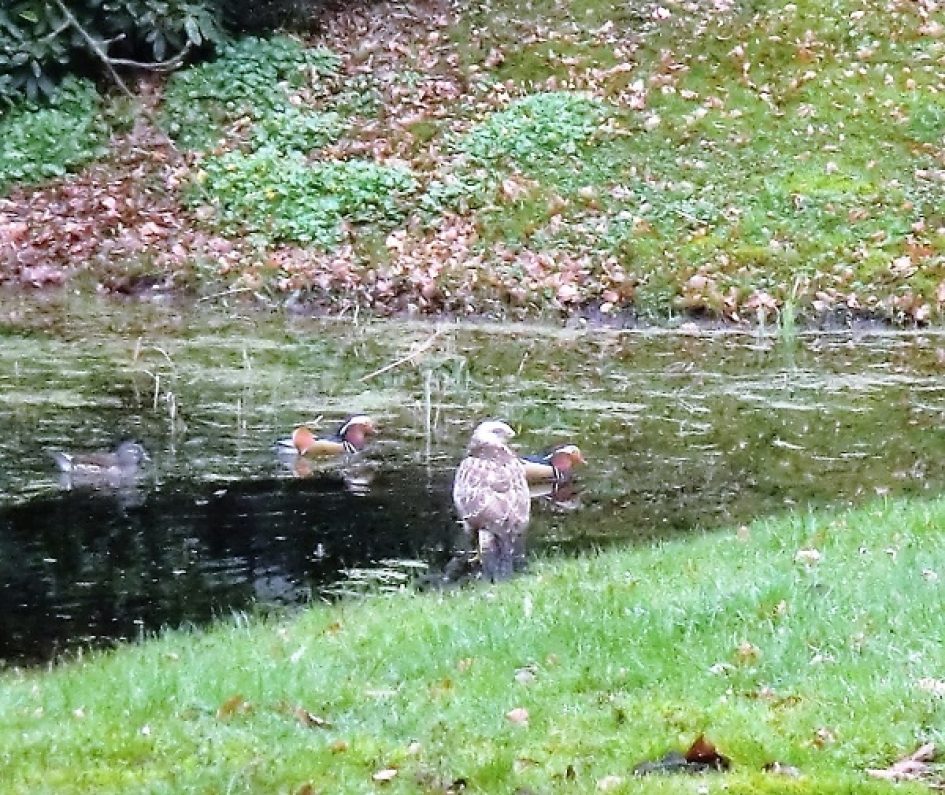 Zal ik het wagen? - Vogels - 