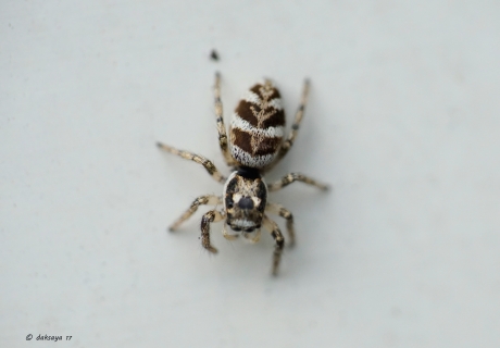 Zebraspringspin