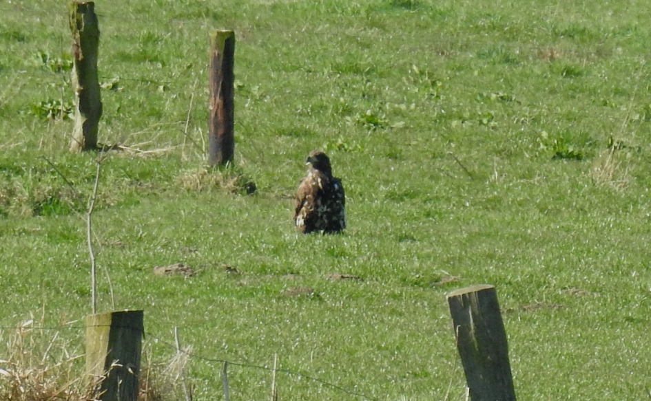 Zee-arend - Vogels - Zee arend