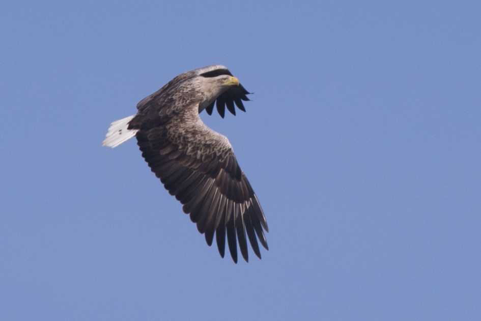 Zeearend in de Biesbos - Vogels - Zeearend