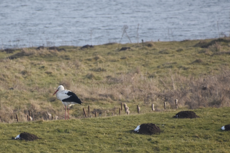 Zicht op de Lek - Vogels - 