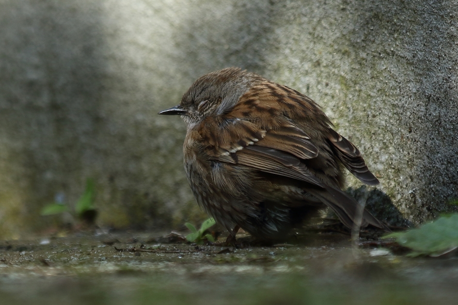 zieke heggenmus-1 - Vogels - 