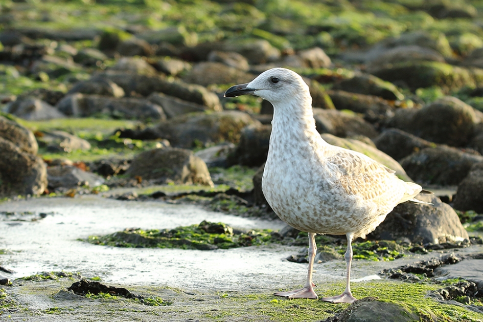 zilvermeeuw - 2de kalenderjaar- - Vogels - 
