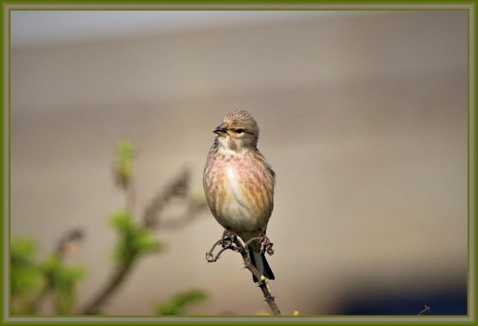 Zingend op de tak - Vogels - Kneu