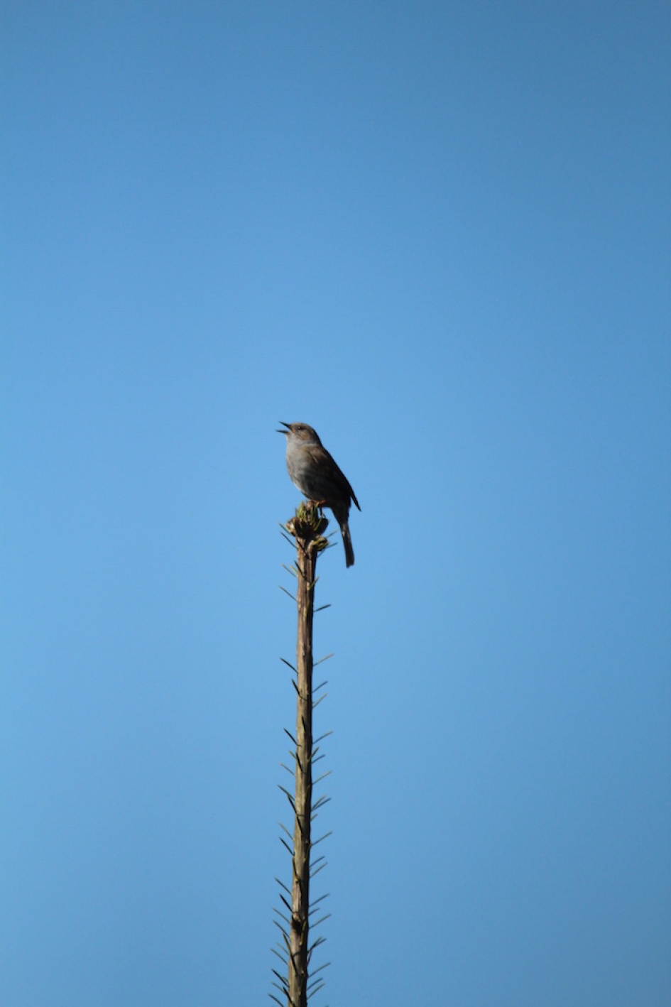 zingende heggemus - Vogels - heggemus