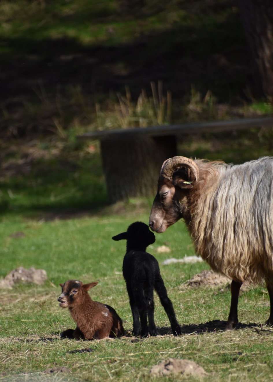 "Zo lief" - Zoogdieren - 