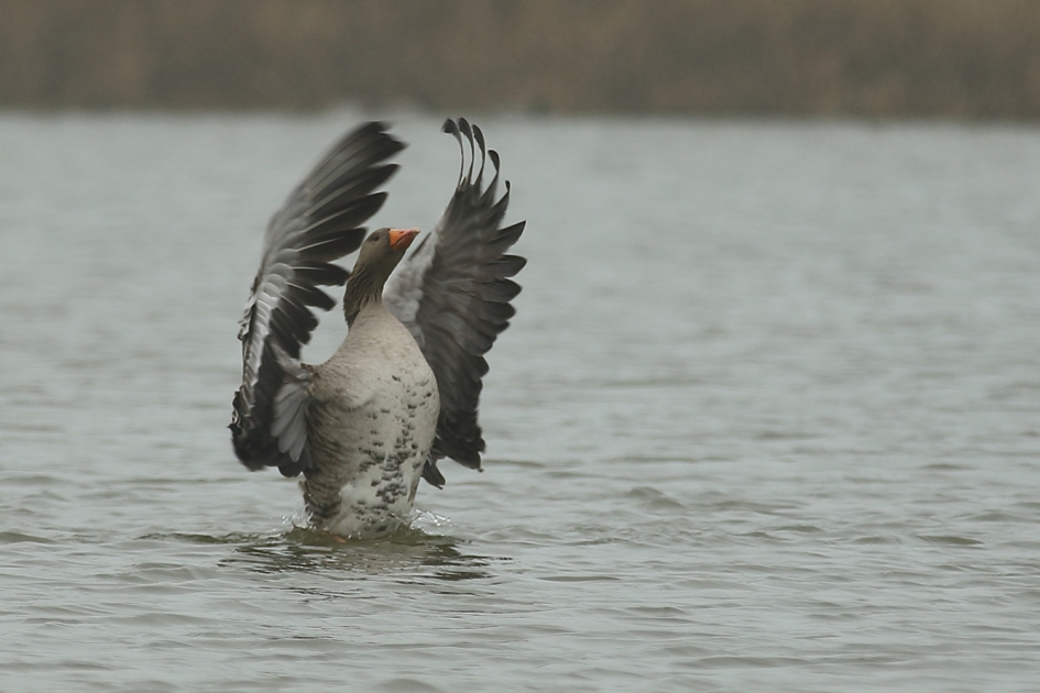 zonder partituur - Vogels - 