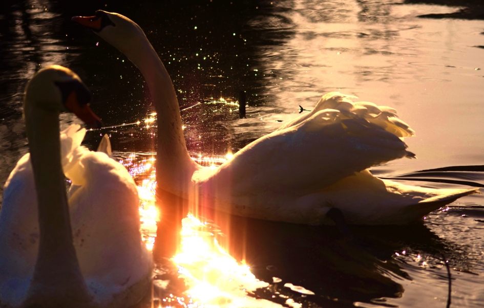 Zonnestralen - Vogels - Knobbelzwaan