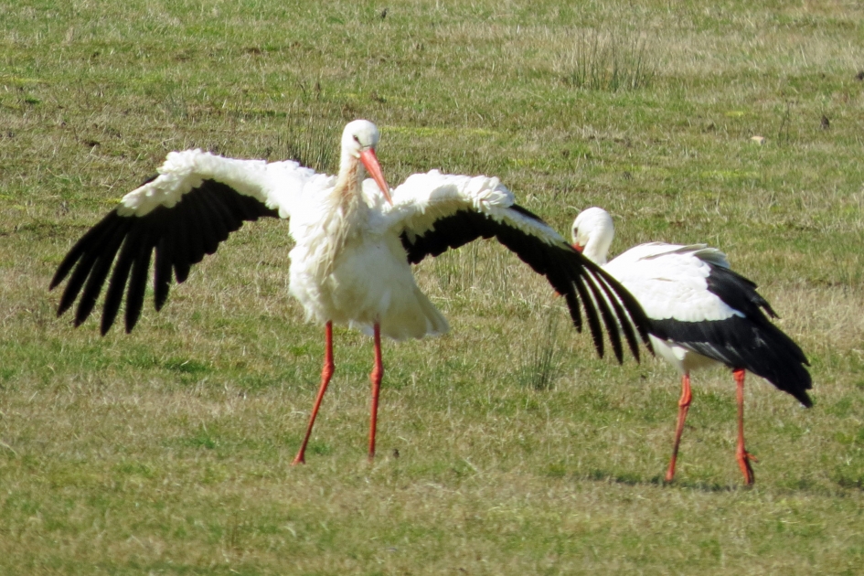 Zoooo groot was die vis... - Vogels - 