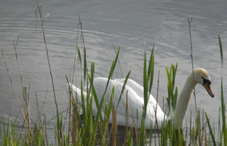 zwaan