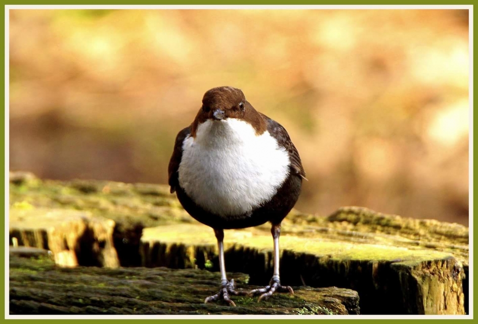 Zwartbuik - Vogels - Zwart buik waterspreeuw