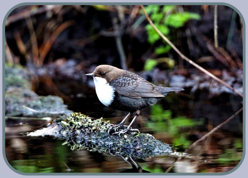 Zwartbuik waterspreeuw - Vogels - Zwartbuikwaterspreeuw